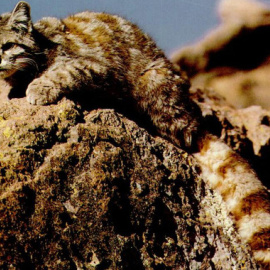 El gato andino (Leopardus jacobita) es uno de los felinos más amenazados del mundo. /Wikipedia