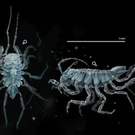 Uromunna naherba es un crustáceo de poco más de un milímetro que vive en hierbas submarinas. / José Antonio Peñas-Sinc