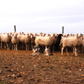 Un rebaño de ovejas vigilada por un perro en la localidad de Armuña, en Segovia. LUCÍA VILLA