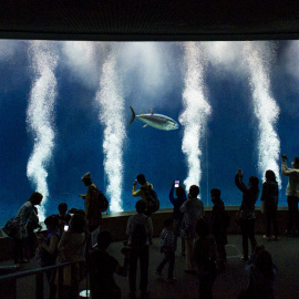 La gente mira un atún de aleta azul del Pacífico en un tanque del Tokyo Sea Life Park, en Tokio. /THOMAS PETER (REUTERS)