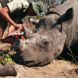 "¿Qué consecuencias desastrosas puede tener el levantamiento inmediato de la prohibición?. Yo no veo ninguna", concluyó en su sentencia el magistrado.- EFE
