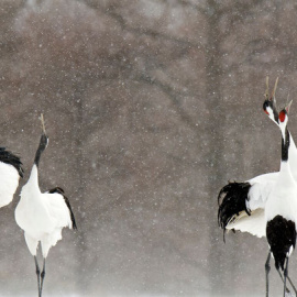 Grullas de Manchuria (Grus japonensis). Las aves alertan del peligro existente para especies y hábitats alrededor de todo el mundo.-DAVID CRANE