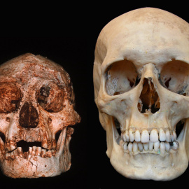 Cráneos del hombre de Flores (izquierda) y de un humano actual. Peter Brown, University of New England