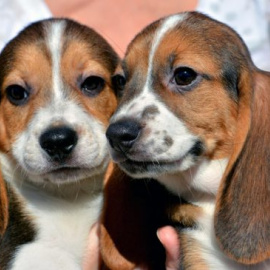 Dos de los cachorros de perro nacidos por fecundación in vitro. UNIVERSIDAD DE CORNELL