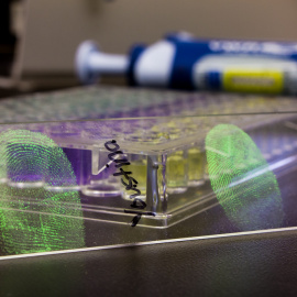 Clasificación de huellas dactilares por género en laboratorio. / PAUL MILLER