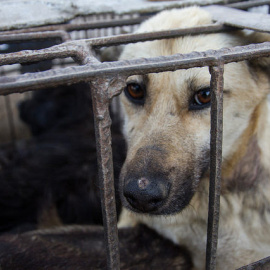Igualdad Animal entregará firmas en la Embajada de China contra el comercio de carne y piel de perros y gatos.