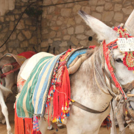 Burro-taxi en Mijas, Málaga