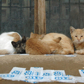 Las protectoras recogen un 15% más de animales en ocho años