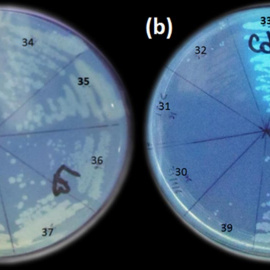 La imagen A corresponde a bacterias crecidas en un medio de cultivo general, mientras que la imagen B muestra las mismas bacterias, pero crecidas en condiciones que favorecen la producción de nanopartí- culas fluorescentes, donde se observó