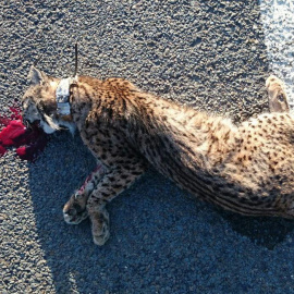 El cadáver de un lince víctima de un atropello en Huelva. EFE