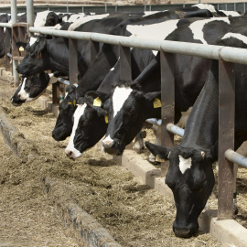 Imagen de una explotación de vacas lecheras. EFE/