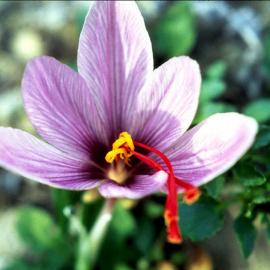 Huella química frente al fraude en azafrán