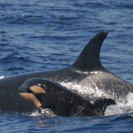 Ejemplar de orca con cría en el estrecho de Gibraltar.- CIRCE