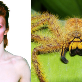 David Bowie en una de las fotografías pertenecientes al disco Aladdin Sane, publicado en 1973. A la derecha, la araña Heteropoda davidbowie nombrada en honor al artista en 2008.