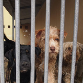 Cada comunidad autónoma tiene su propia ley de protección animal y no existe una ley estatal común para toda España.- EFE