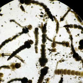 Imagen de un laboratorio de larvas del mosquito Aedes Aegypti, transmisor del virus del zika, el dengue y el chikunguña. EFE