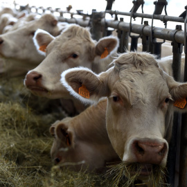 Vacas en un criadero cerca de Roanne, en Francia. AFP