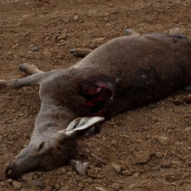 Los análisis han hallado restos de cadmio y plomo en ciervos cazados en Aragón./Aragonhoy.net