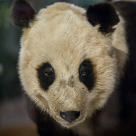 Chu-Lin ya se expone disecado junto a su madre en el Museo Nacional de Ciencias Naturales de Madrid, 20 años después de su muerte. / Olmo Calvo (Sinc)