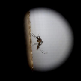El mosquito de la variedad "Aedes aegytpi", el cual transmite el virus del zika, dengue y chikungunya, visto con un lente macro en el departamento de epidemiología de Ciudad de Guatemala, Guatemala, hoy lunes 1 de febrero de 2016. El brote 