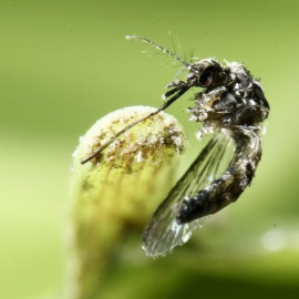 El "Aedes aegypti", ese pequeño mosquito que "aterroriza" a Brasil. /REUTERS