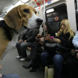 Un perro en un vagón del Metro de Madrid.