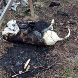 Si conoces al💀💀💀que quemó a este perro en Puertollano #CiudadReal 📞062.- GUARDIA CIVIL.