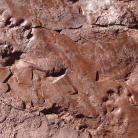 Icinita del Valle de Manyanet asociada a un tenmnospóndilo / Institut Català de Paleontologia Miquel Crusafont