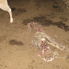 Un detenido por maltrato animal en la Comarca de la Jacetania. EP