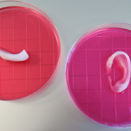 Oreja y mandíbula construidas gracias al nuevo sistema integrado de impresión de tejidos de organos. /Wake Forest Institute for Regenerative Medicine