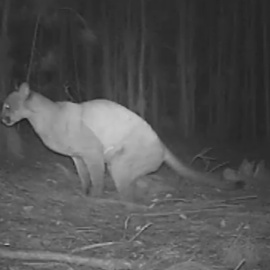 Se confirma que grandes felinos dejan mensajes a otros miembros de su especie