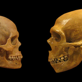 Cráneos de sapiens y neandertal.- CSIC