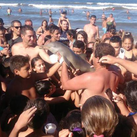 Una cría de delfín muere mientras un grupo de bañistas la pasa de mano en mano para hacerse selfies en la playa