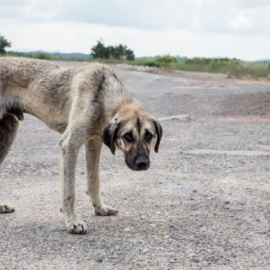 Imagen que muestra a un perro desnutrido