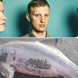 Un grupo musical inglés cancelará sus conciertos en Argentina "hasta que aparezcan los asesinos del delfín"