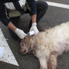 Agentes del Seprona de Huesca toman muestras de ADN para investigar la muerte de un mastín a manos de un septuagenario