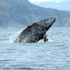 Huesos revelan dos especies perdidas de ballenas