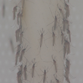 Aumenta el consumo de insecticidas para combatir a los mosquitos