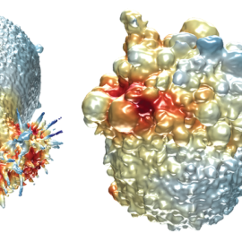 La imagen muestra las superficies extraídas de dos células cancerosas. A la izquierda, una célula de cáncer de pulmón coloreada por la intensidad de la actina y a la derecha, una célula de melanoma coloreada por la actividad de PI3-quinasa 