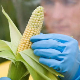 Dos de cada cinco hectáreas de maíz transgénico que se cultivan en España, 42.612 de 107.749, se encuentran en Aragón.