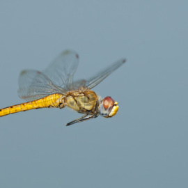 El cuerpo y las alas de la libélula Pantala flavescens han evolucionado de tal forma que permiten al insecto recorrer distancias extraordinarias. / Greg Lasley