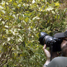 Campesinos colombianos construyen la "paz silenciosa" con cultivos de café. / EFE