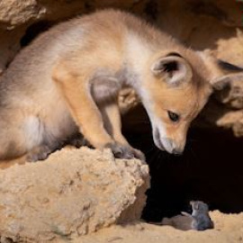 'Comedy Wildlife Photography Awards', la fotografía más divertida del mundo animal