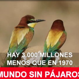 Un mundo sin pájaros: hay 3.000 millones menos que en 1.970