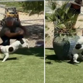 El 'encantador de perros', investigado por maltrato animal. /TMZ