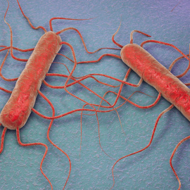 Ilustración 3D de la bacteria Listeria monocytogenes, bacteria gram positiva con flagelos que causa listeriosis. Kateryna Kon / Shutterstock