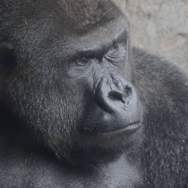 Los grandes simios pueden comprender los estados mentales de otros