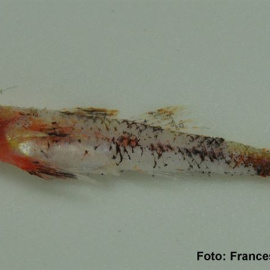 Imagen de la nueva especie de pez. EUROPA PRESS