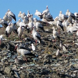 Las cigüeñas se han hecho adictas a la comida basura. /ALDINA FRANCO