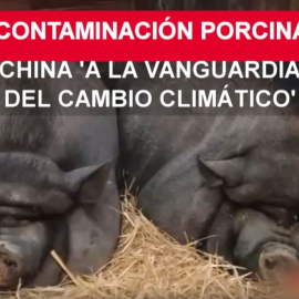 Cerdos gigantes para el gigante asiático